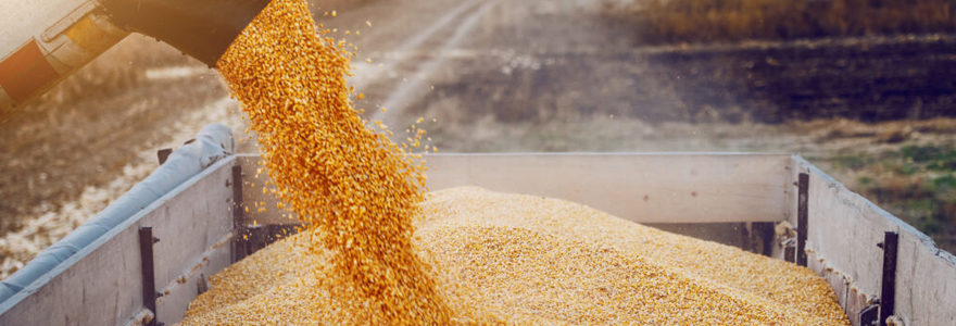 Production de maïs