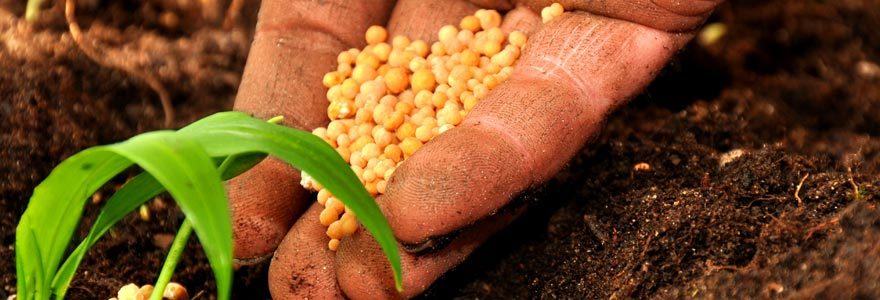 semences potagères